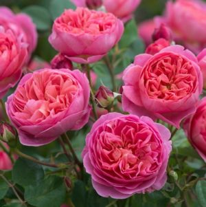 Roses