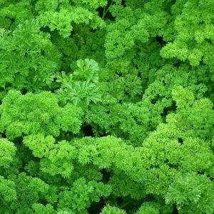 Herb Plants