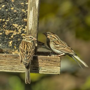 Birdcare