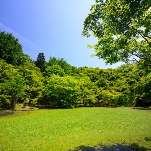 Lawn Care
