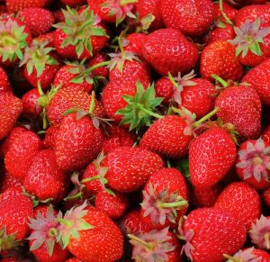Fruit and Vegetable Plants