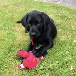 Pets and Birdcare