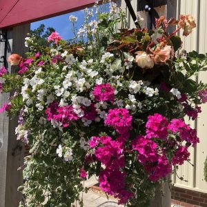 Hanging Basket Essentials