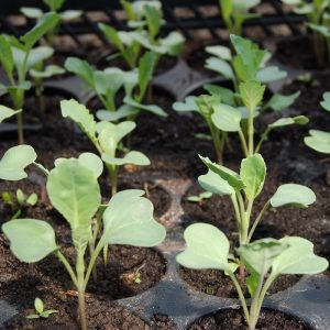 Grow Your Own Essentials