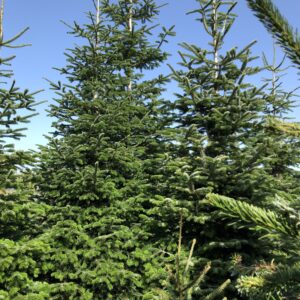 Real Christmas Trees & Wreaths