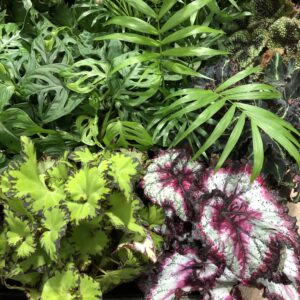 Houseplants